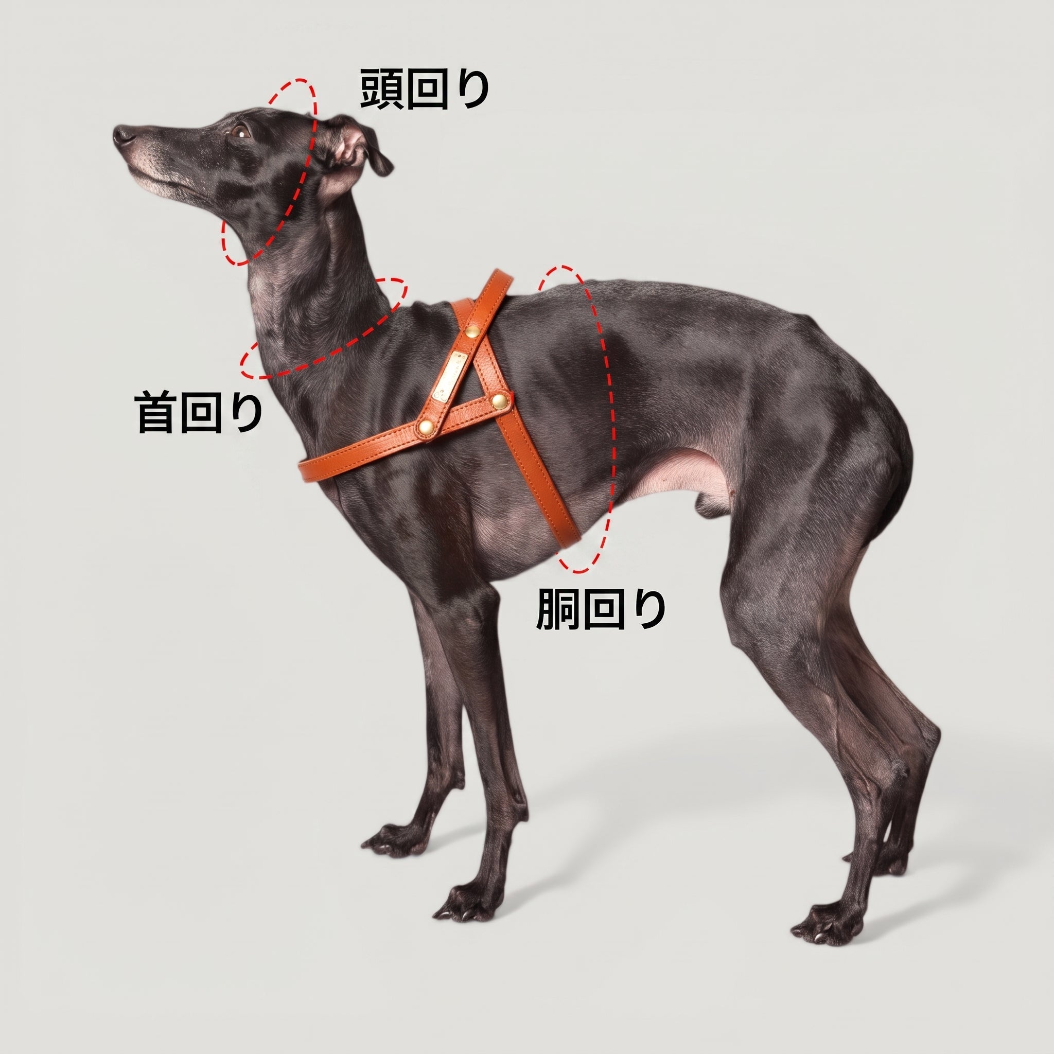 愛犬にぴったりのサイズを選ぶために｜首輪・ハーフチョーク・ハーネスの測り方