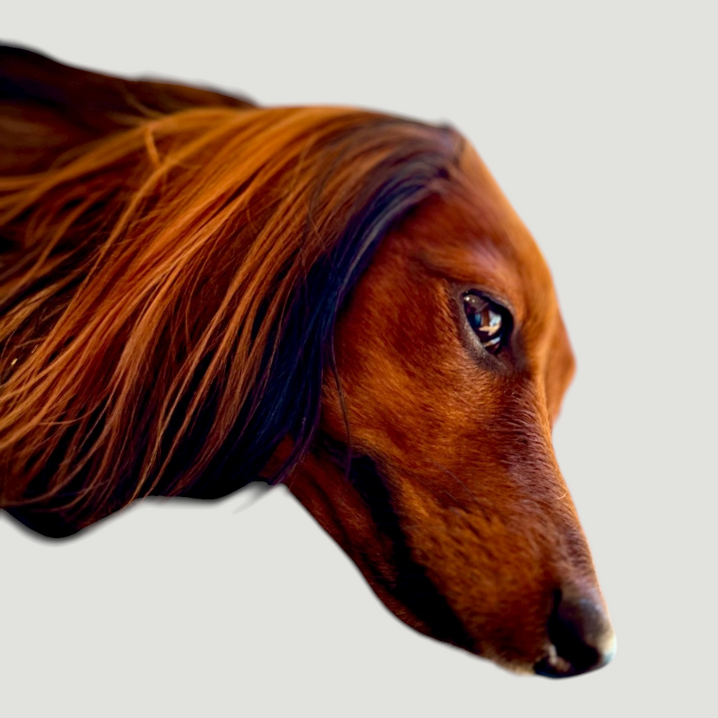 ドッグレザーアート　DOG LEATHER ART