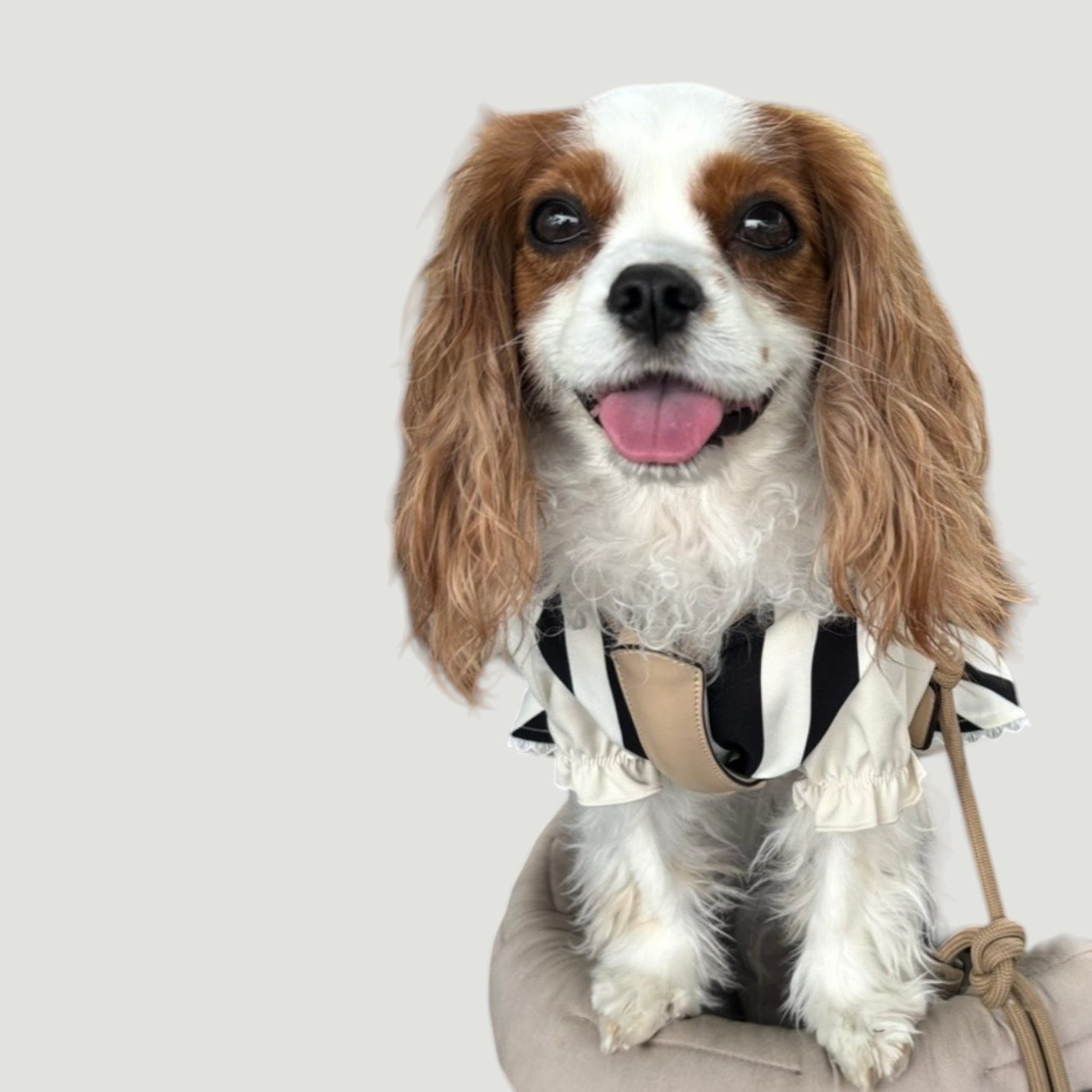 ドッグレザーアート　DOG LEATHER ART